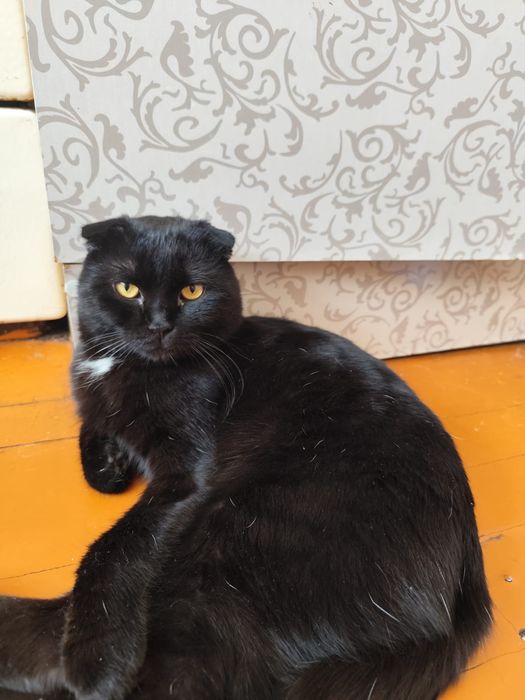 Отдам даром. Шотландский вислоухий. 1.5лет. Не кастрирован