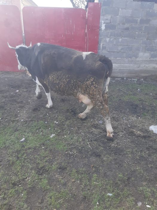 Продам дойную  корову