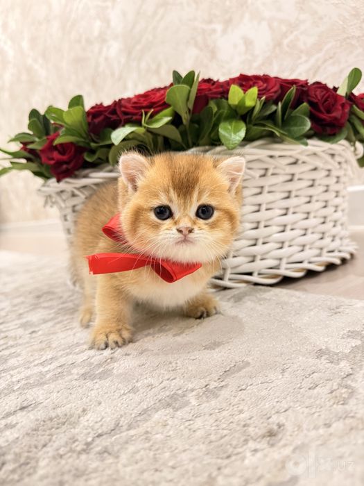 На продаже котята