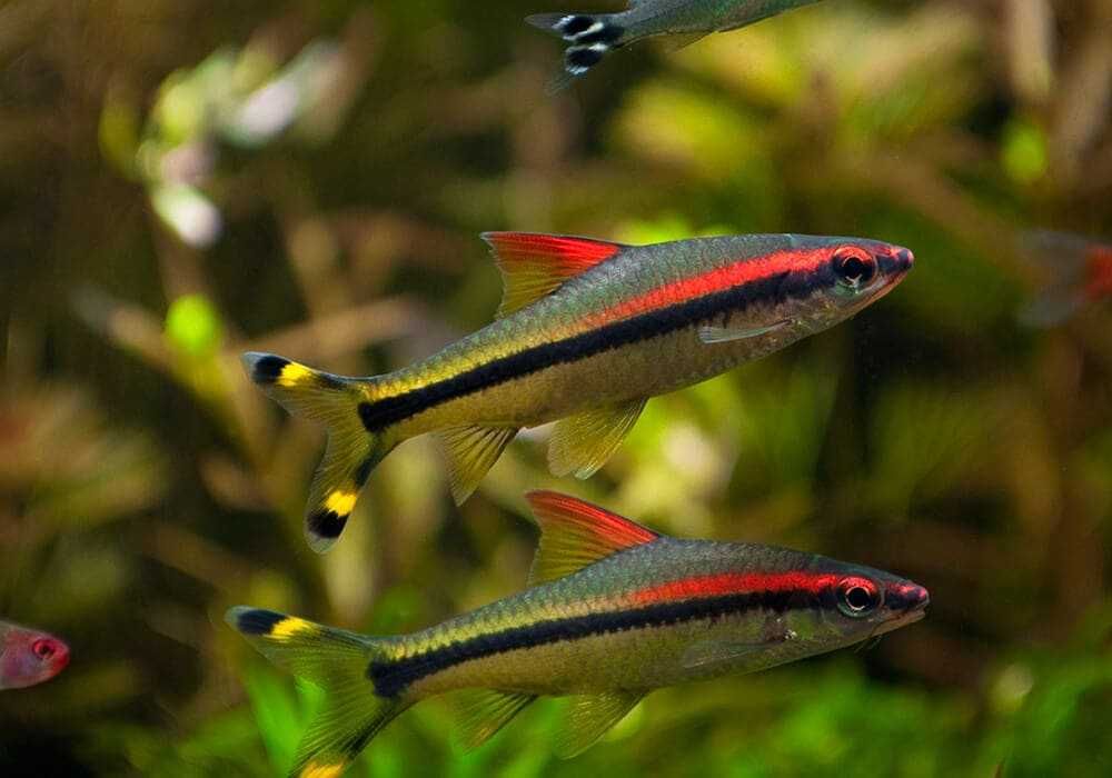 Барбус Денисони в Аква-Зоо Салоне “Посейдон”