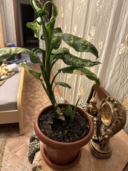 Цветы, диффенбахии, алое и т. д.