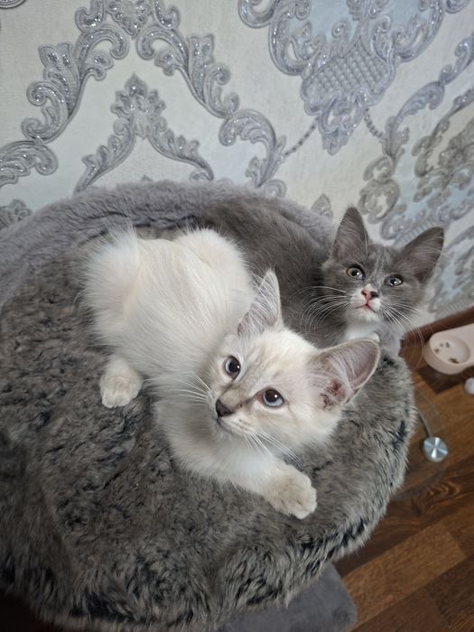 Котята хорошие руки