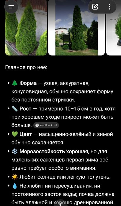 Продам туи-саженцы
