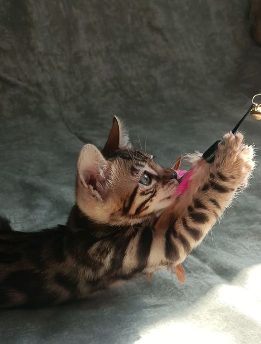 Бенгальские котята в окрасе классический браун. Премиальная линия