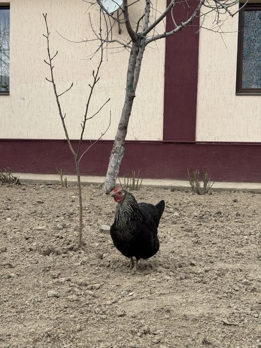Продаются куры несушки с петухом