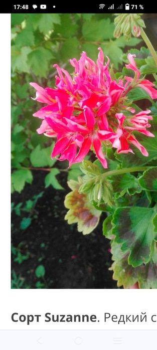 Пеларгония зональная