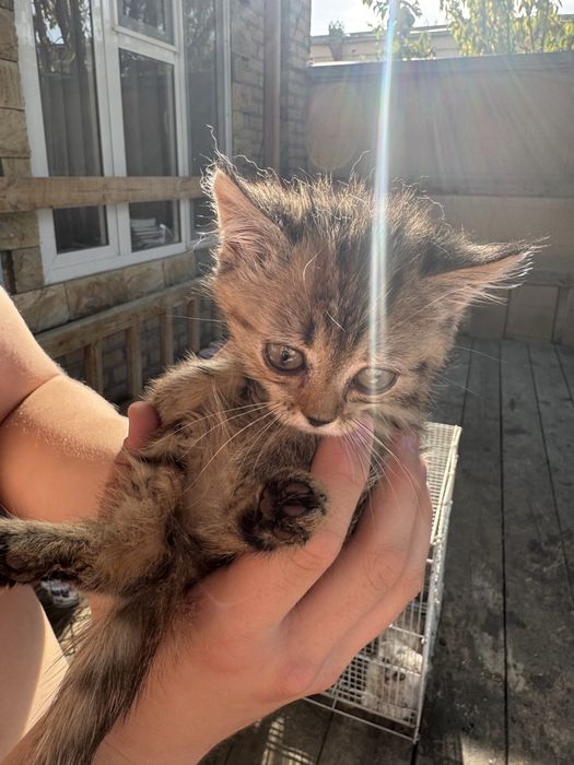 Котята