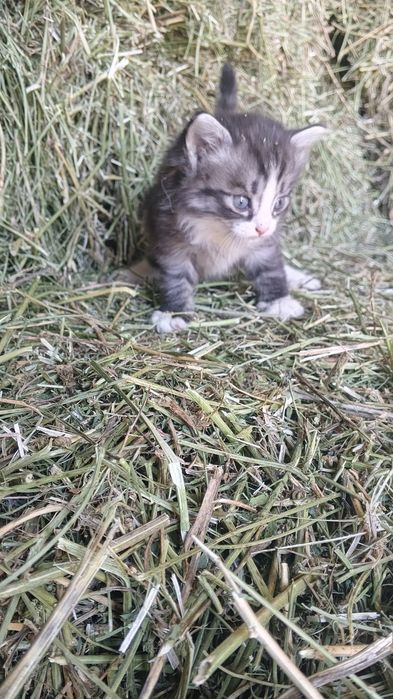 Котята крыселовы