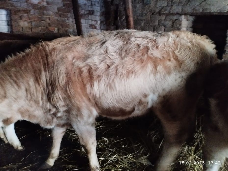 Сельхоз животные