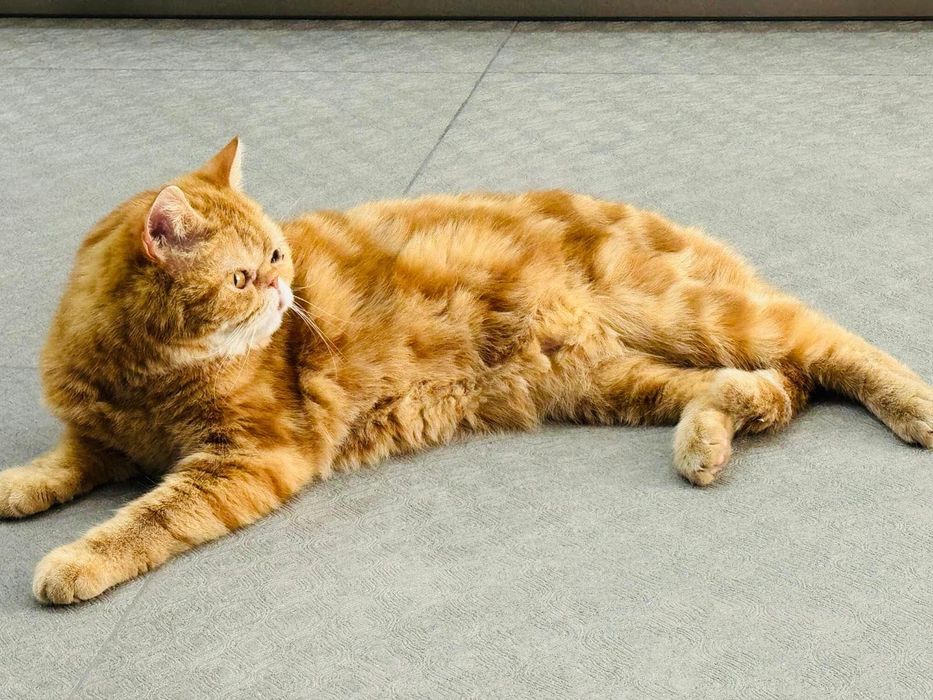 Отдаем в добрые руки!