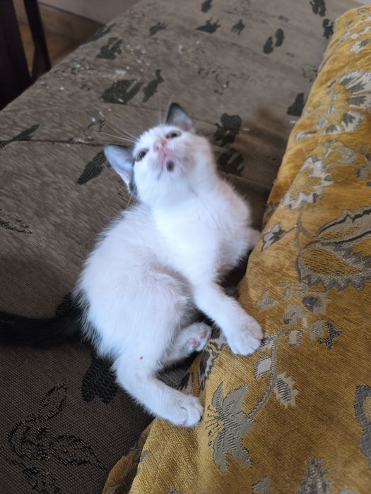 Маленький Котёночек