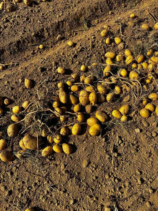 Семена картофи сорт Сорая