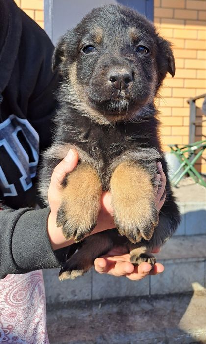 Отдам щенков в хорошие и добрые руки
