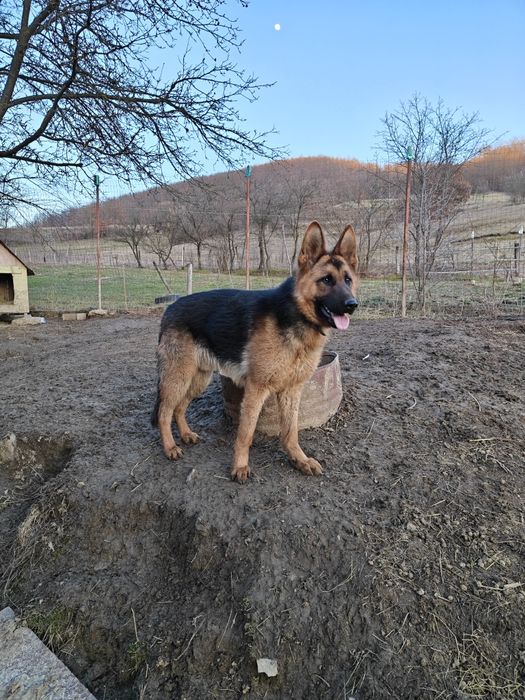 Mascul Ciobanesc german