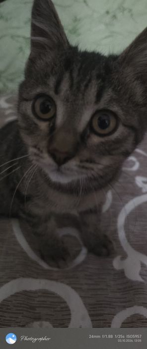 Мальчик котенок возраст 3м