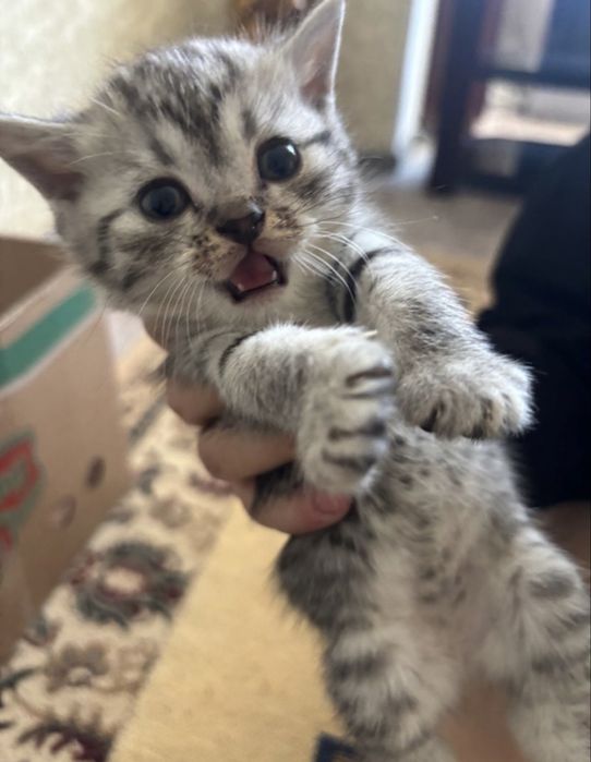 Шотладские котята