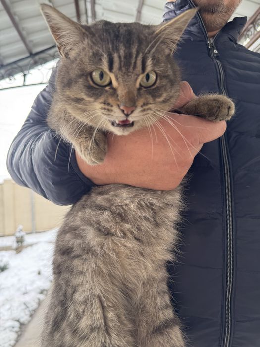 Отдам даром котенка