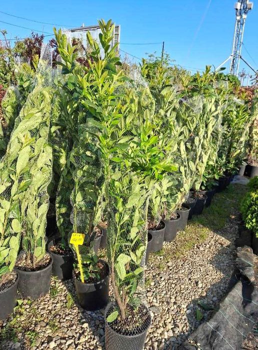 Plante ornamentala brazii si maslini  si spirale pentru restaurante sau garduri vii