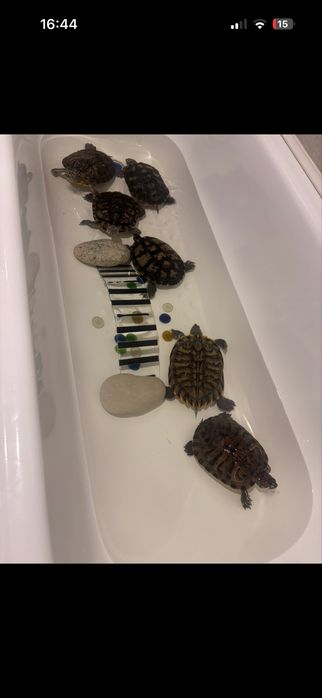 8 марта Красноухие черепахи