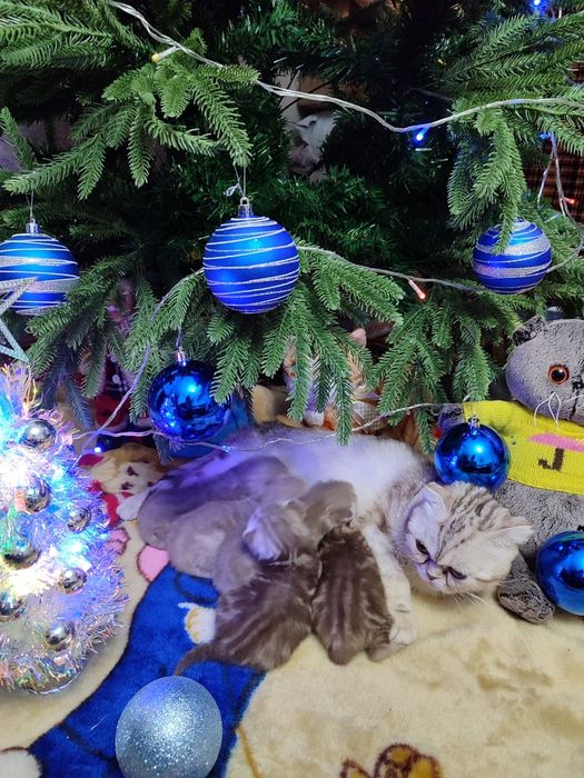 Продаются шотландские котята