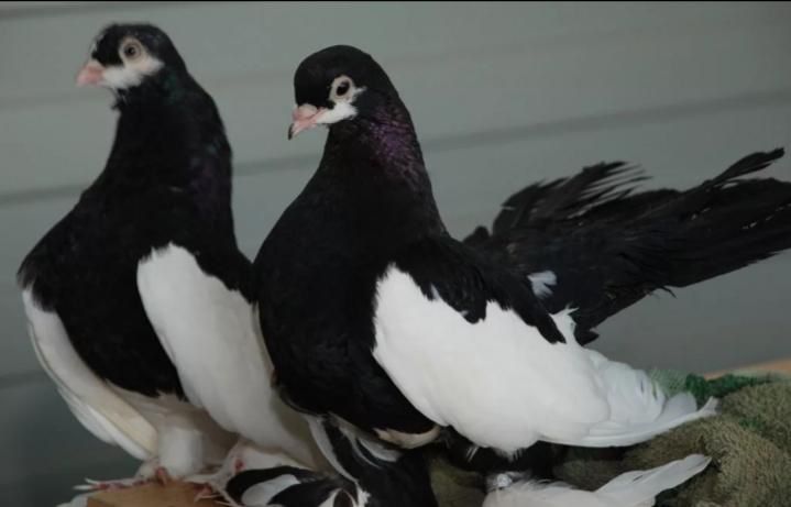 Продам голубей статных