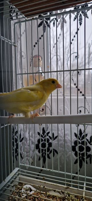 Canari de cantec