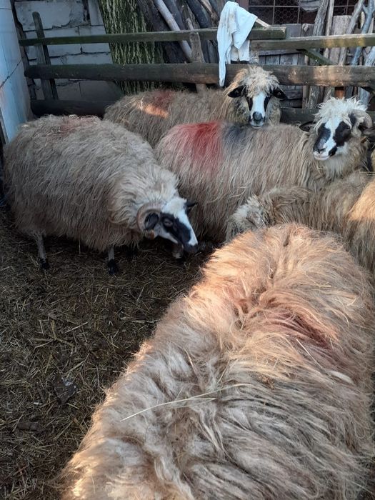 Vând 11 oi cu lapte