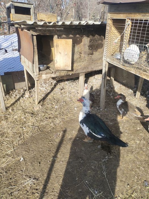 Продам селезня индаутки