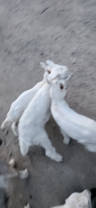 Продам козлята 5шт