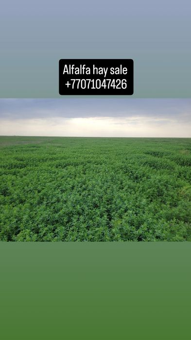 Голландская Люцерна пресс тюки