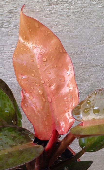 Филодендроны Philodendron ‘Prince of Orange’. Цветы для дома и офиса