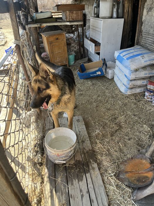 Кабель овчарка вязка