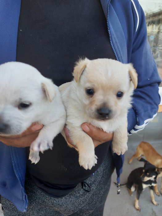 Продавам мини пинчер