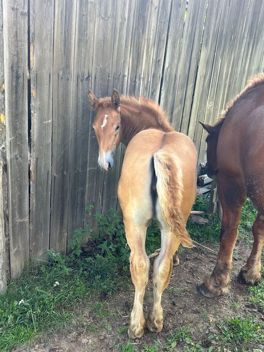 Vând iapă grea cu mânză de 3 luni