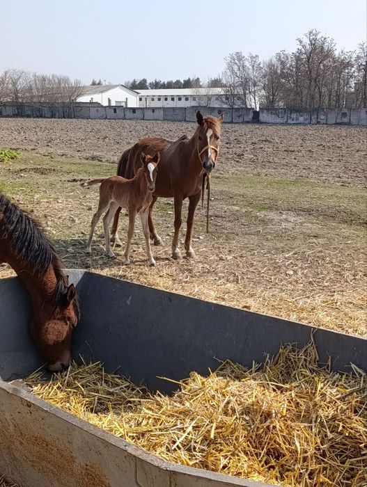 От бор она бола. Яна 2 та 1 ёшли той хам бор. 25млн сум Куйи Чирчик.