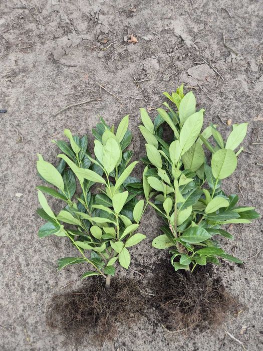 Laur englezesc - Prunus Laurocerasus Rotundifolia, 2 ani,  60-80 cm