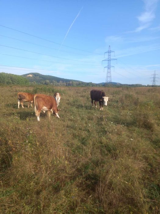Vand lot: 15 bucăți (12 masculi,3 femele). Rasa Simmental, Baltati și Bruni.