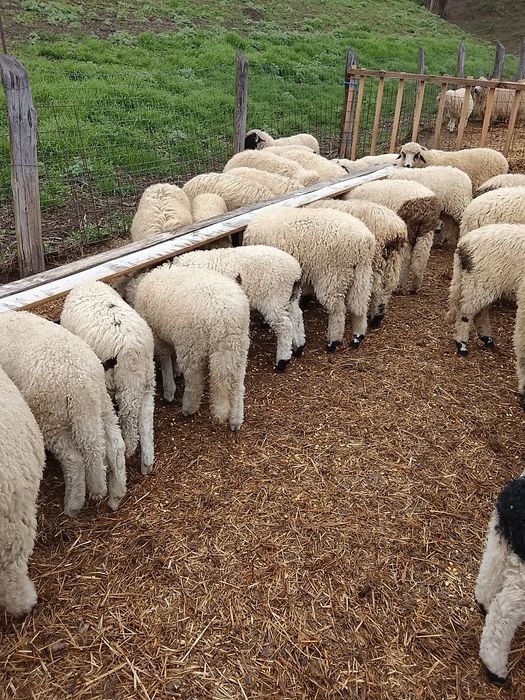 Vând 100 miei țurcani