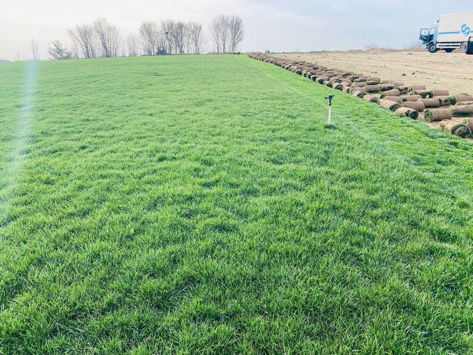 Рулонный газон .посев семян.уход за газоном.