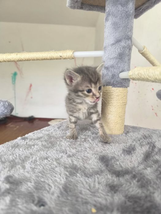 Котята на пристройство