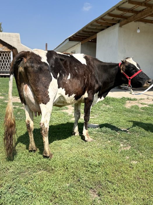 Сүтті бұзаулы сиыр