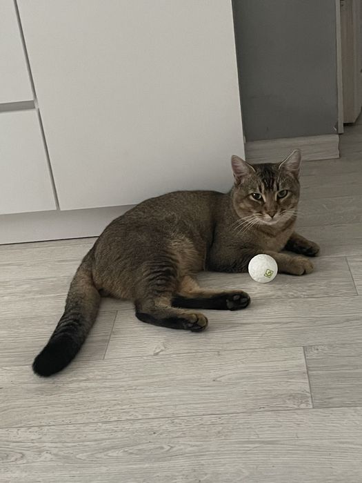 Кот охотник крыселов , мышелов