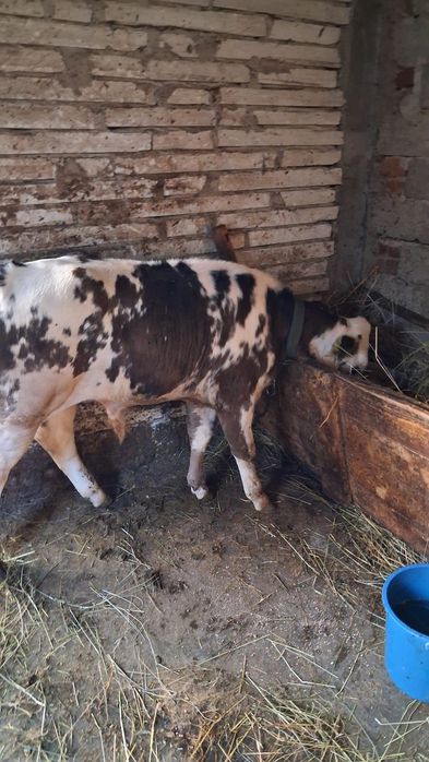 Vand vaca cu vitel de 3 luni tauras mai multe detalii la tel 0768369954 bradu