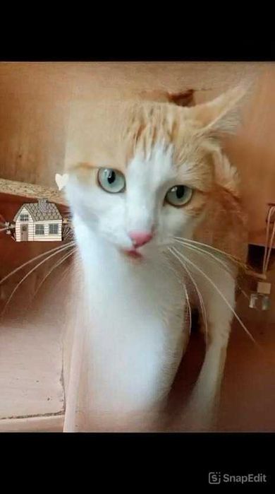Подкинули кошку. Ищем кошечке дом!