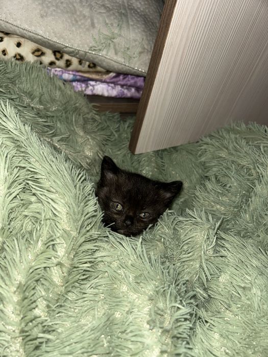 Котёнок британский девочка