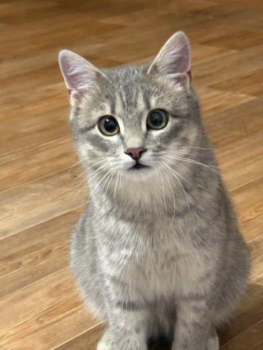 Отдаю  в хорошие руки