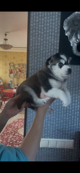 Голубоглазые хасята