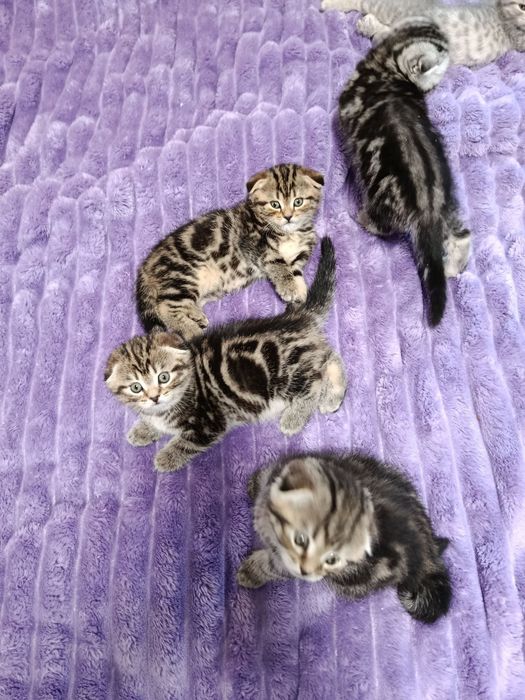 Вислоухие Шотландские котята