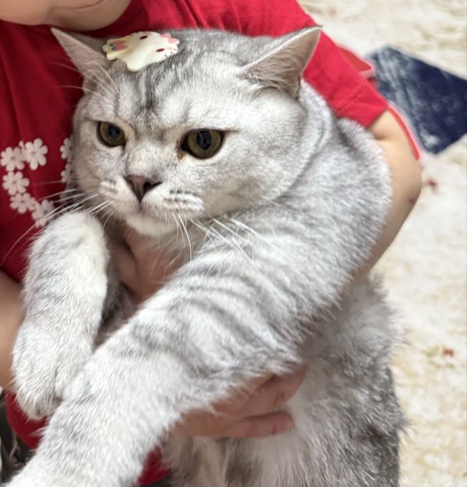 Продается Шотландский котенок