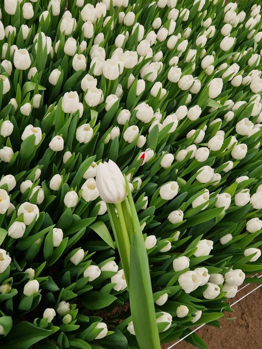 Тюльпаны свежие.